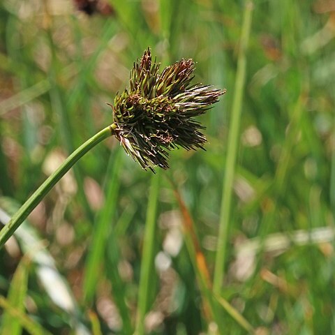 Carex ebenea unspecified picture