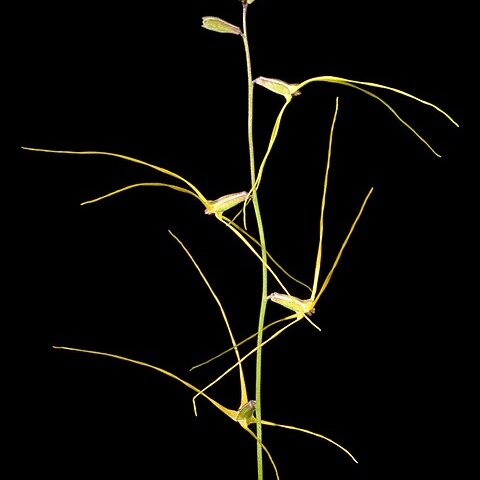 Stenopetalum unspecified picture