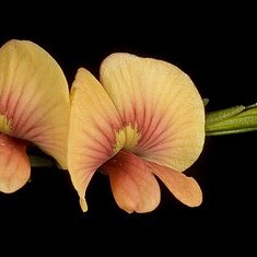 Eutaxia virgata unspecified picture