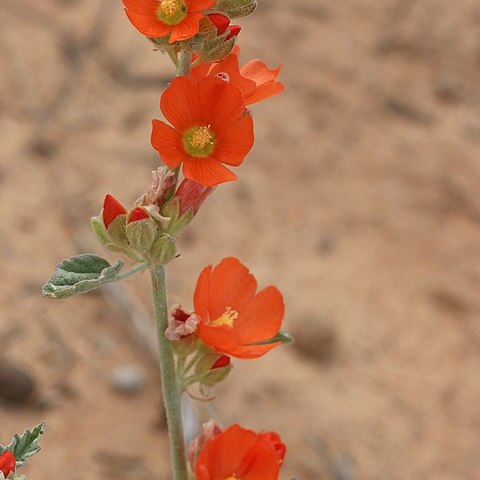 Sphaeralcea parvifolia unspecified picture