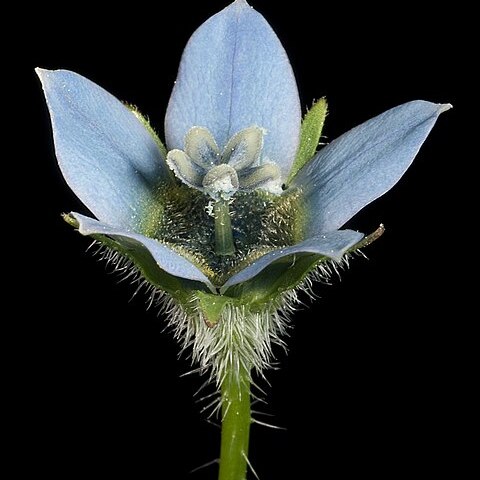 Wahlenbergia capensis unspecified picture