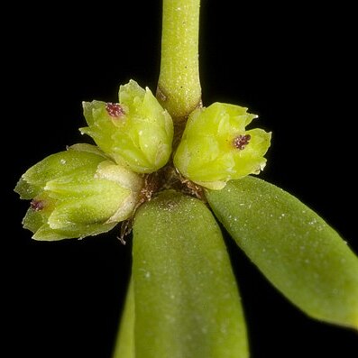 Amperea protensa unspecified picture