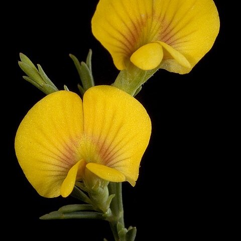 Eutaxia virgata unspecified picture
