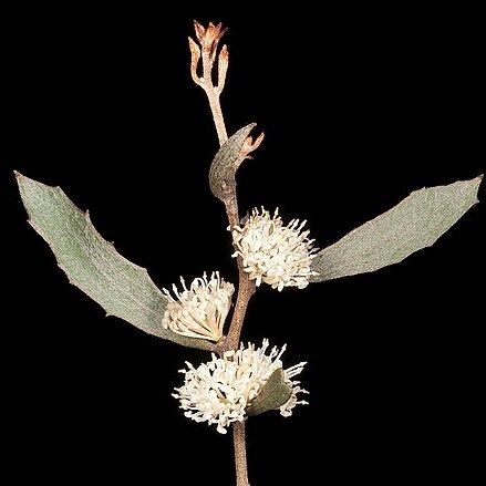 Hakea anadenia unspecified picture