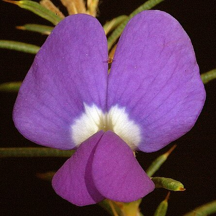 Hovea pungens unspecified picture