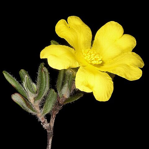 Hibbertia mylnei unspecified picture