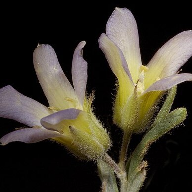 Billardiera venusta unspecified picture