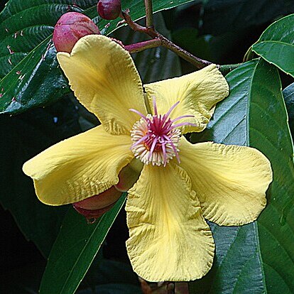 Dillenia excelsa unspecified picture