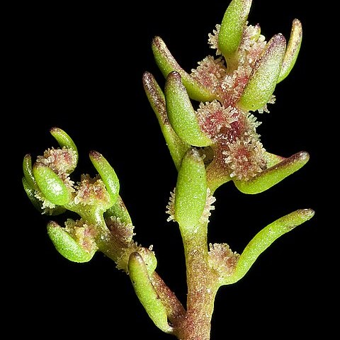Myriophyllum echinatum unspecified picture