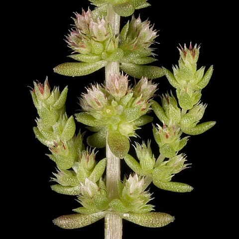 Crassula exserta unspecified picture