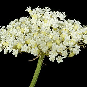 Platysace juncea unspecified picture