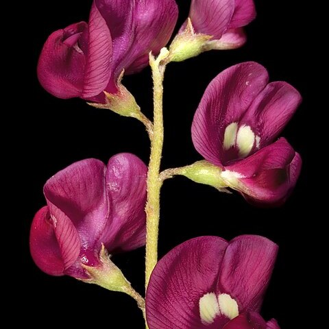 Swainsona purpurea unspecified picture