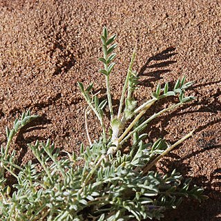 Astragalus sesquiflorus unspecified picture