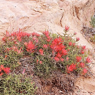 Castilleja scabrida unspecified picture