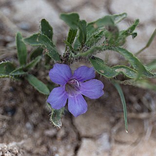 Aptosimum arenarium unspecified picture