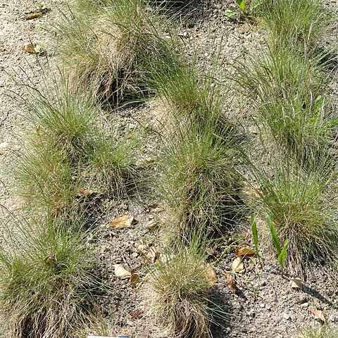 Bellardiochloa unspecified picture