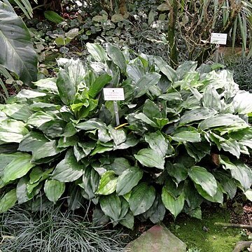Aspidistra fungilliformis unspecified picture