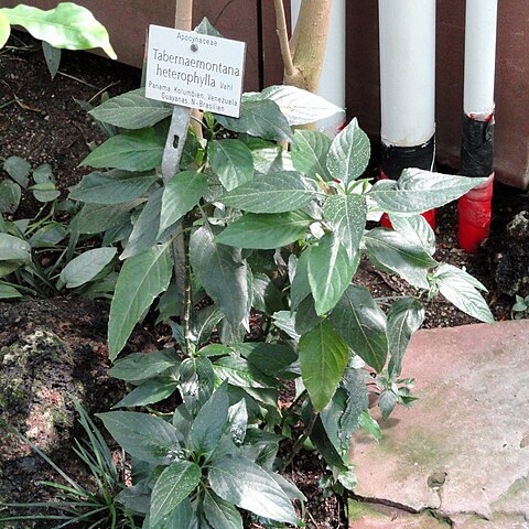 Tabernaemontana heterophylla unspecified picture