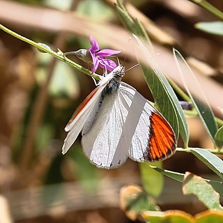 Tephrosia dregeana unspecified picture