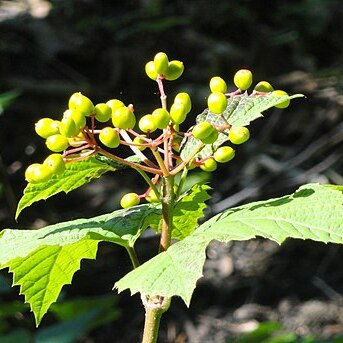 Viburnum orientale unspecified picture
