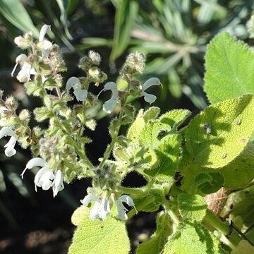 Salvia broussonetii unspecified picture