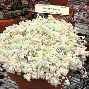 Sedum hintonii unspecified picture