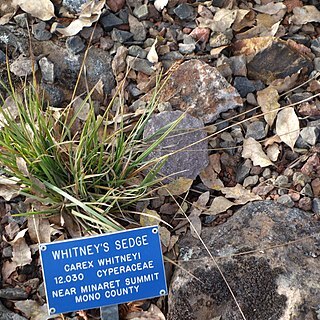 Carex whitneyi unspecified picture