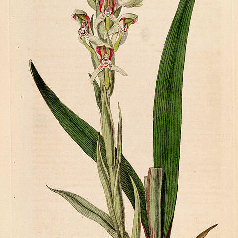 Disa cernua unspecified picture