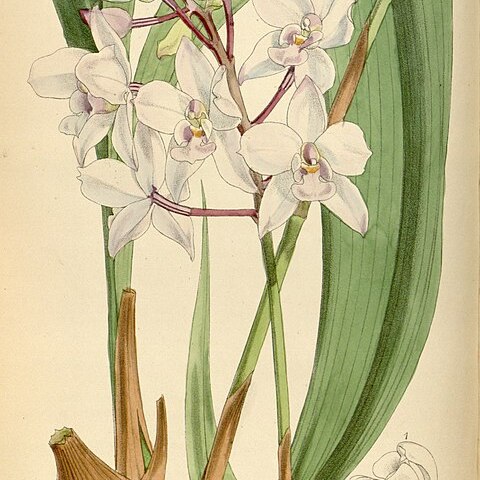 Spathoglottis petri unspecified picture