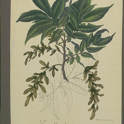 Engelhardia serrata unspecified picture