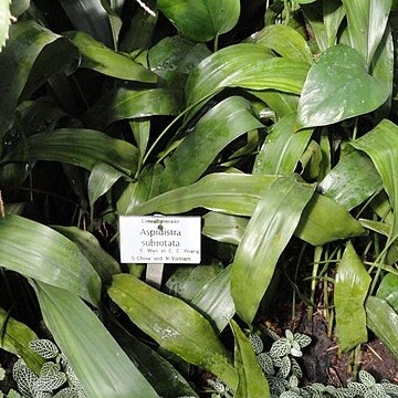 Aspidistra subrotata unspecified picture