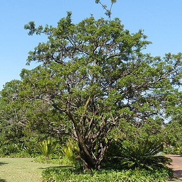 Searsia chirindensis unspecified picture
