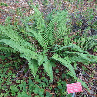 Polystichum californicum unspecified picture
