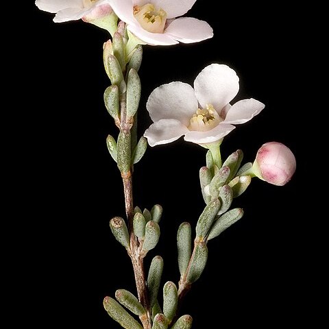 Cyathostemon unspecified picture