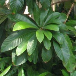 Sapotaceae unspecified picture