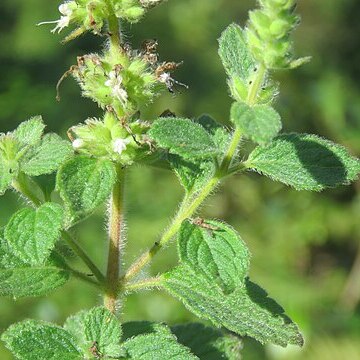 Pogostemon vestitus unspecified picture
