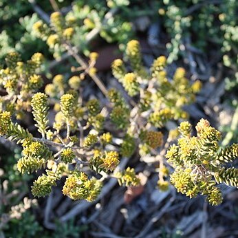Agathosma ciliaris unspecified picture