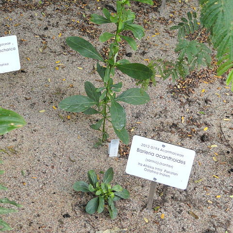 Barleria acanthoides unspecified picture