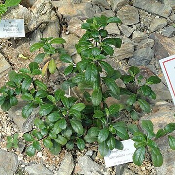 Dauphinea brevilabra unspecified picture