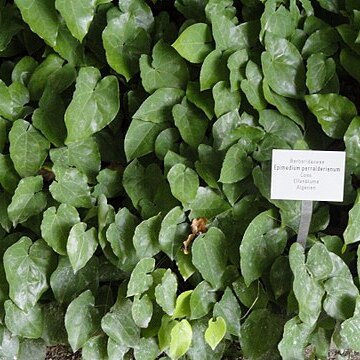 Epimedium perralderianum unspecified picture