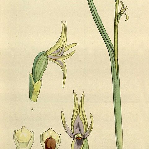 Prasophyllum alpinum unspecified picture