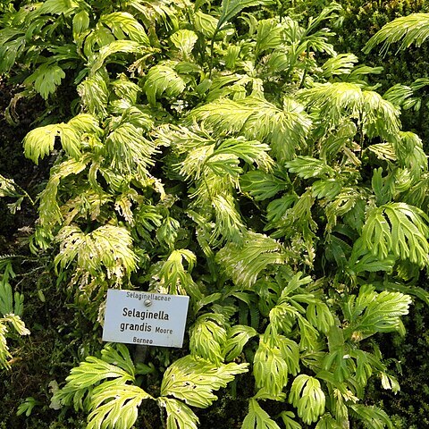Selaginella grandis unspecified picture