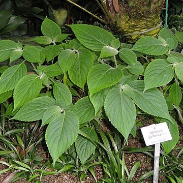 Strobilanthes glomerata unspecified picture