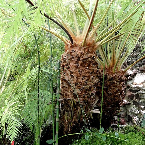 Cibotium cumingii unspecified picture