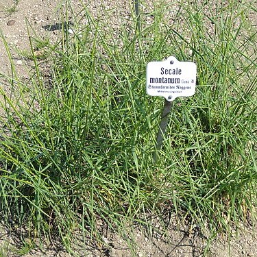 Secale montanum unspecified picture