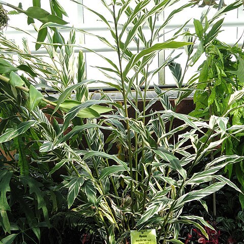 Alpinia vittata unspecified picture