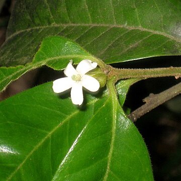 Diclidanthera unspecified picture