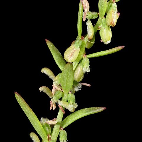 Trihaloragis hexandra unspecified picture