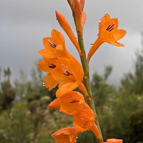 Watsonia galpinii unspecified picture