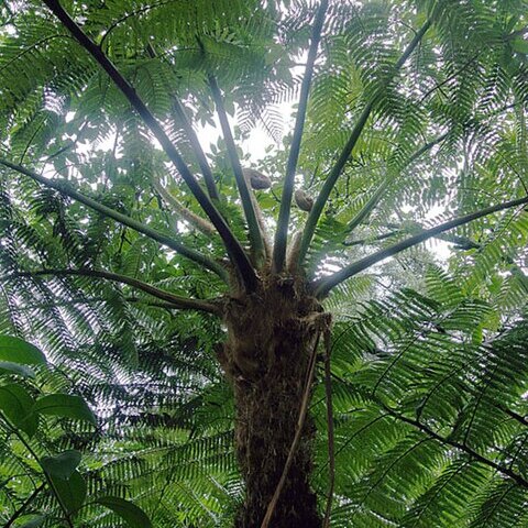 Sphaeropteris quindiuensis unspecified picture